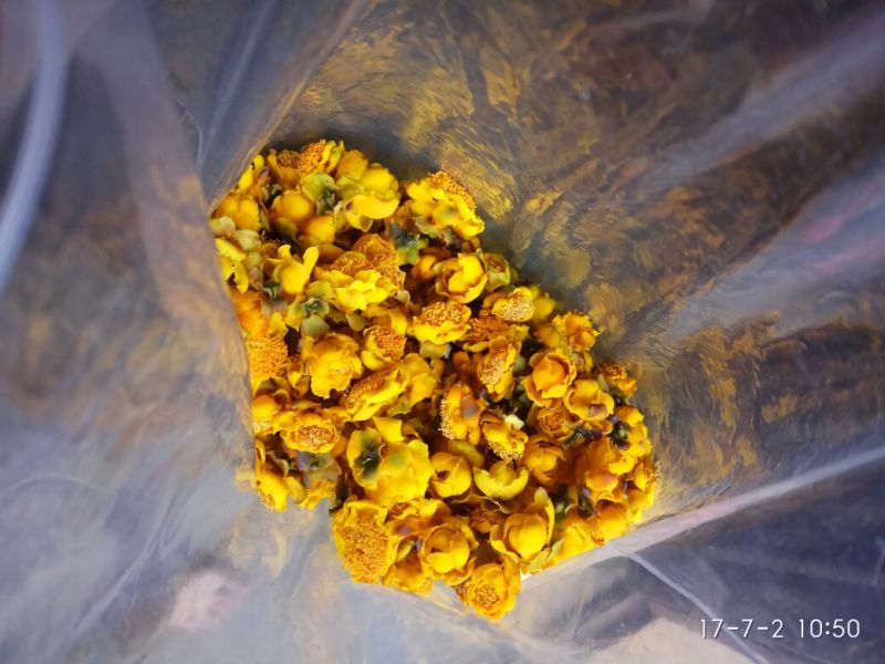 金花茶叶一级