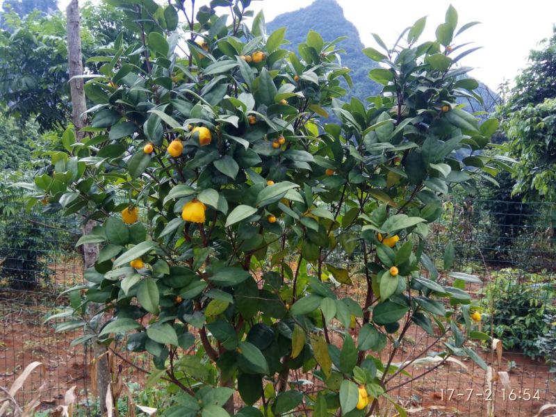 金花茶叶一级
