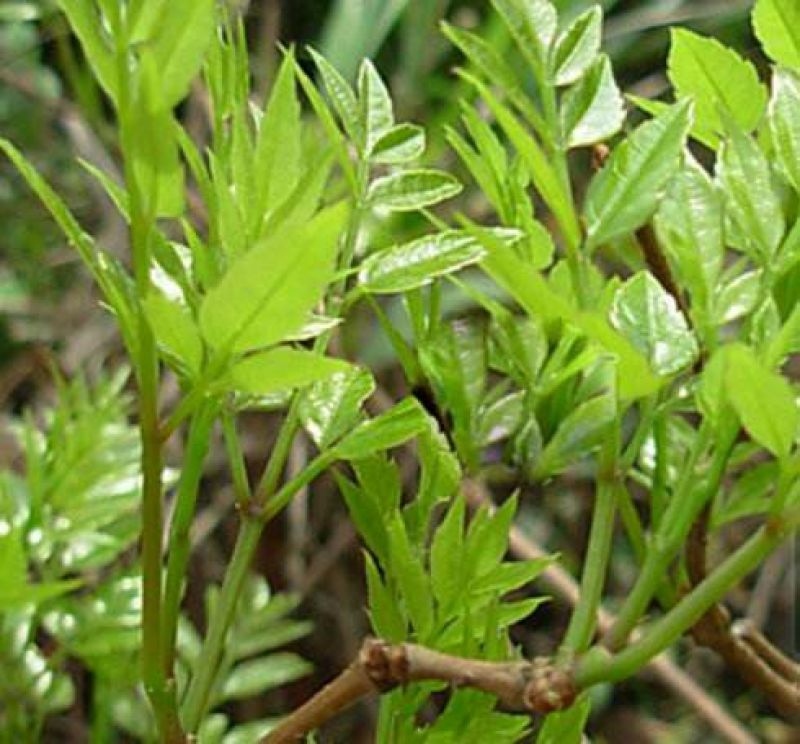 藤茶特级