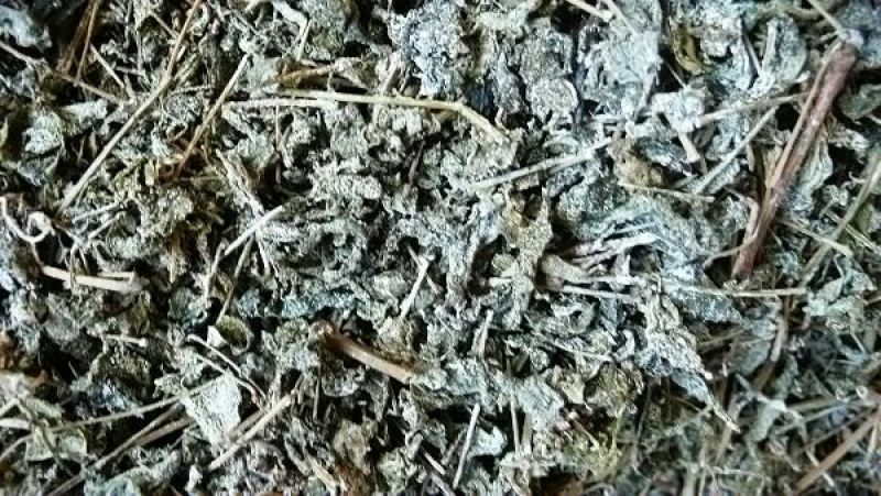 藤茶特级