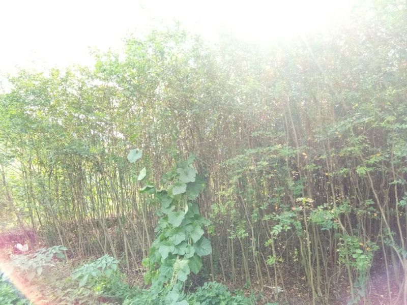 紫薇2~4cm2.5~3米1米以下