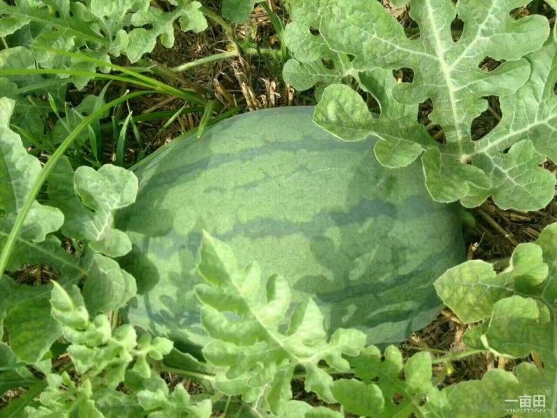龙卷风西瓜8斤打底9成熟头茬不嫁接口感好