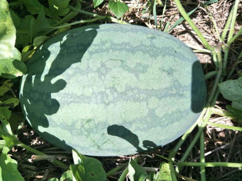 龙卷风西瓜8斤打底9成熟头茬不嫁接口感好