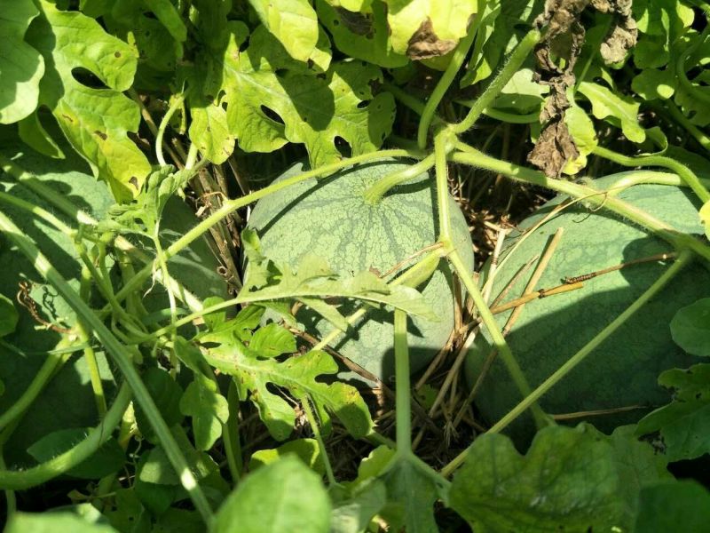 龙卷风西瓜8斤打底9成熟头茬不嫁接口感好