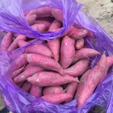红薯六鳌蜜薯，六鳌地瓜，