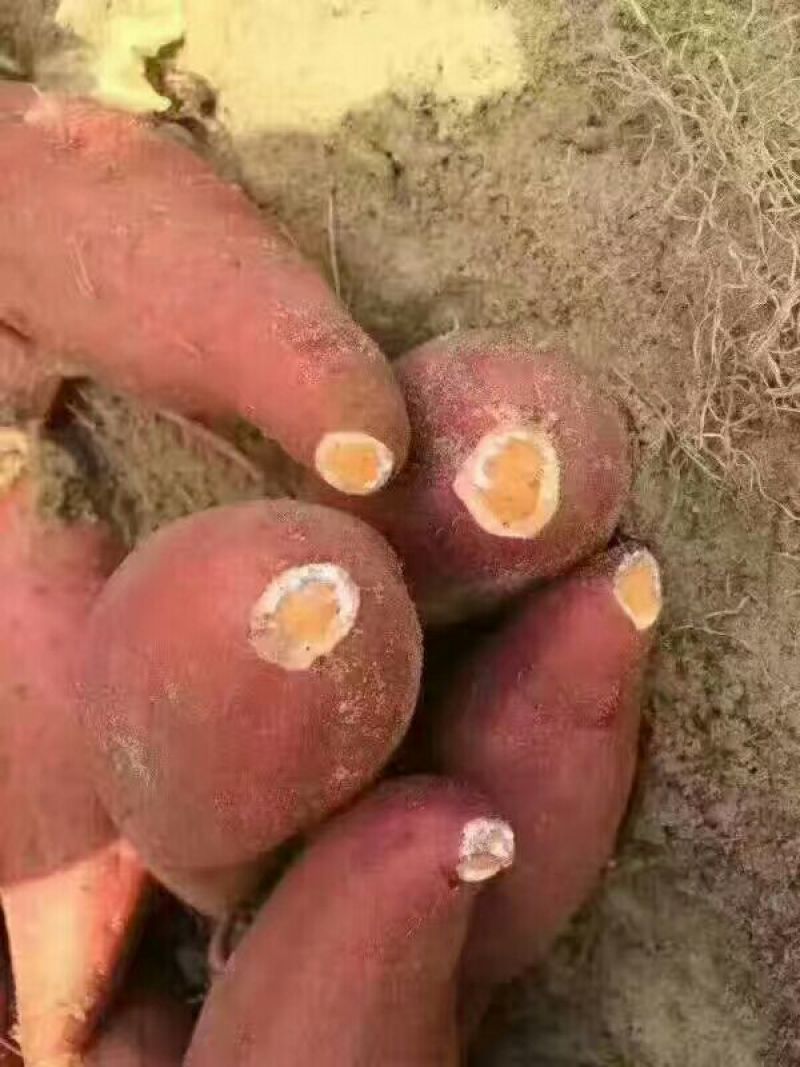 红薯六鳌蜜薯，六鳌地瓜，