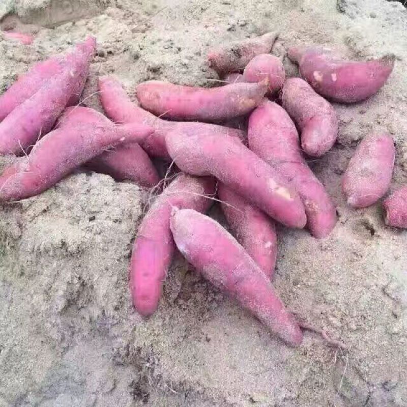 红薯六鳌蜜薯，六鳌地瓜，
