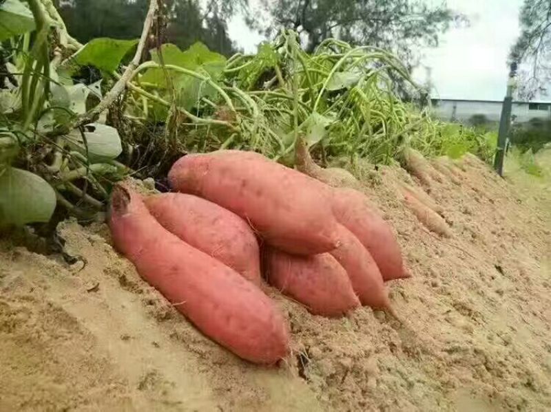 红薯六鳌蜜薯，六鳌地瓜，