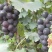 巨峰葡萄7月中旬大量上市