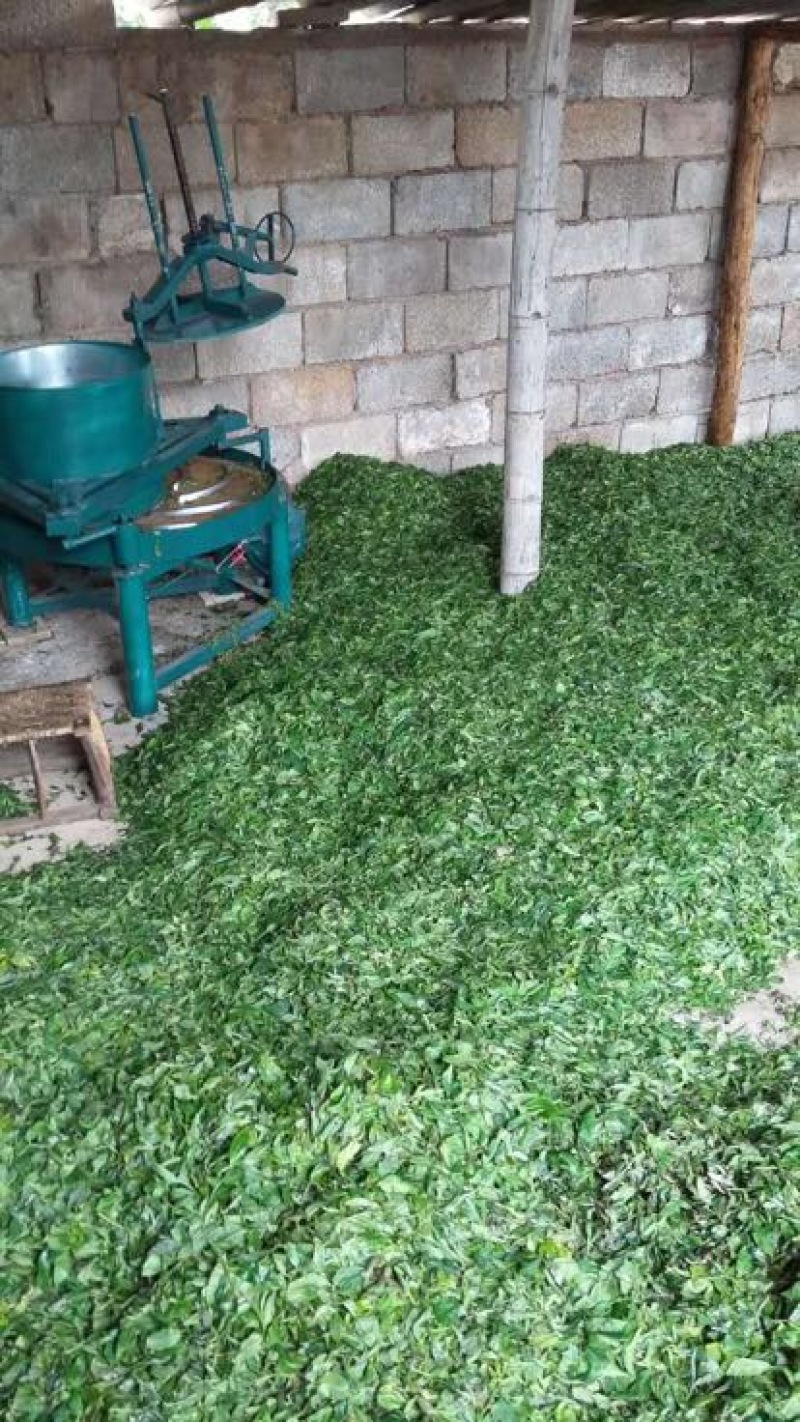 普洱茶特级