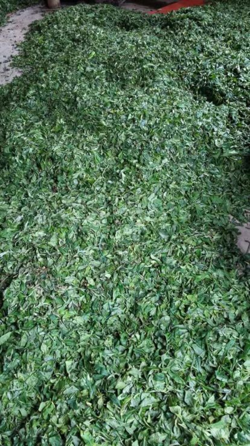普洱茶特级