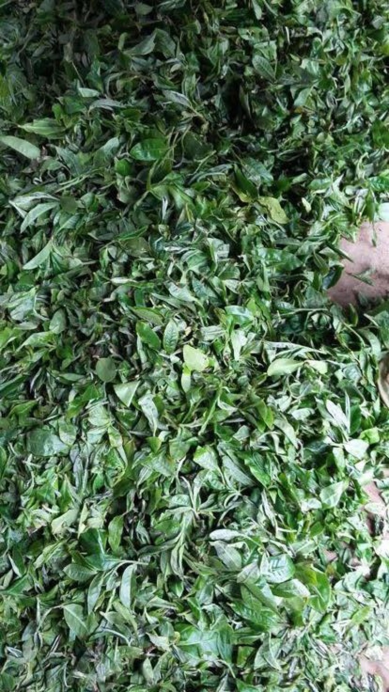 普洱茶特级