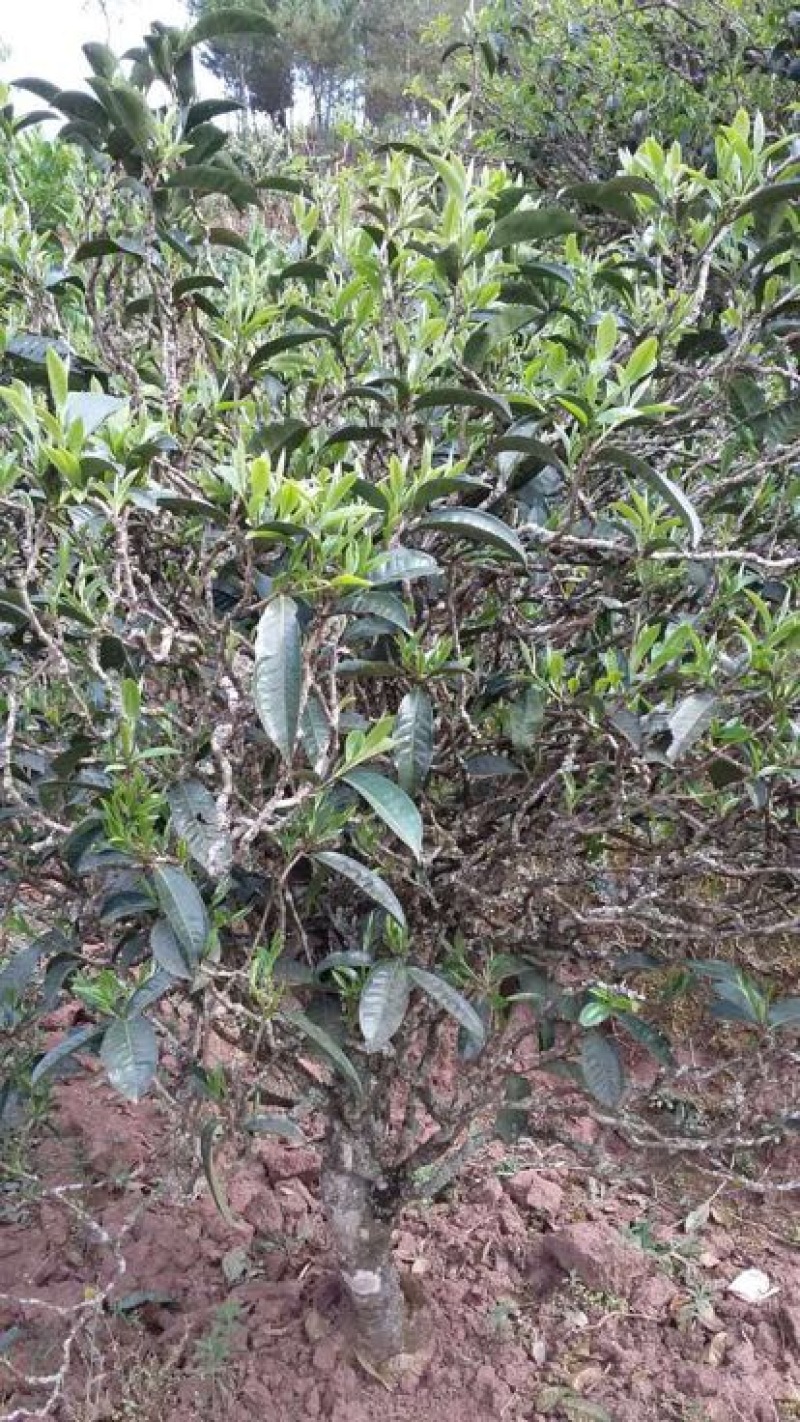 普洱茶特级