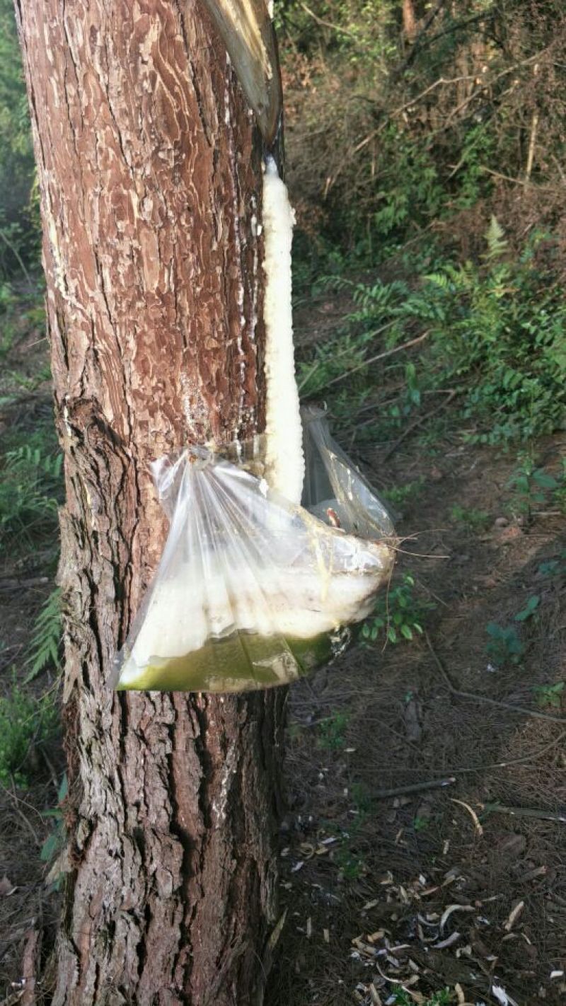 松脂