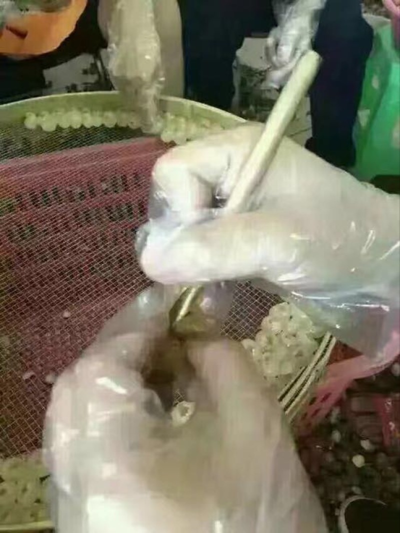 大新石硖桂圆肉广东高州桂圆肉广西博白桂圆肉产地
