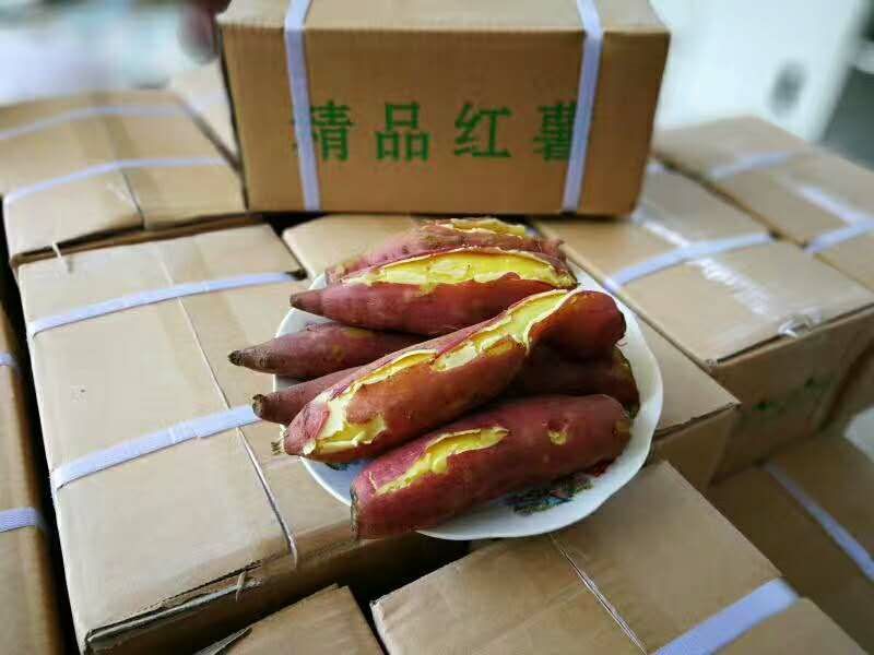 陕西秦薯四号5号板栗红薯粉糯香甜干面无丝