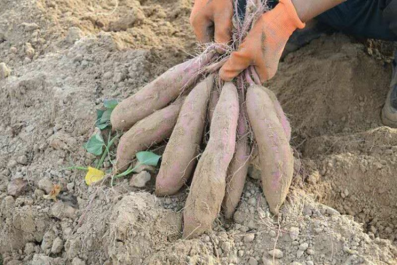 陕西秦薯四号5号板栗红薯粉糯香甜干面无丝