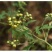 菊花茶特级