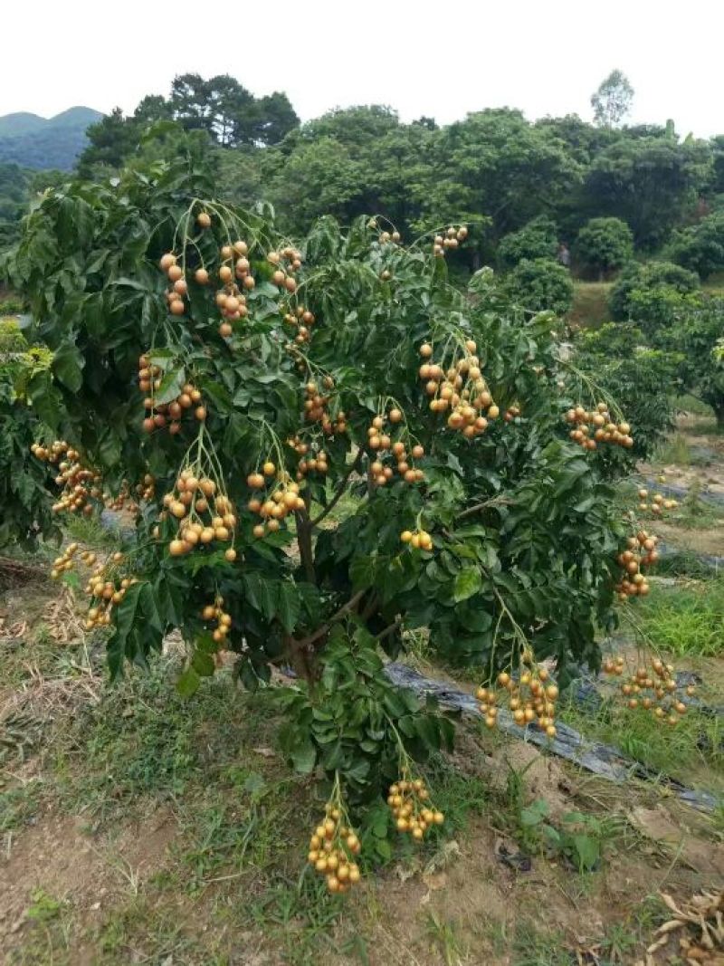 黑黄皮苗，黄皮果苗，鸡心大黄皮苗，白沙黄皮苗