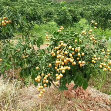 黑黄皮苗，黄皮果苗，鸡心大黄皮苗，白沙黄皮苗