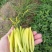 干黄菜