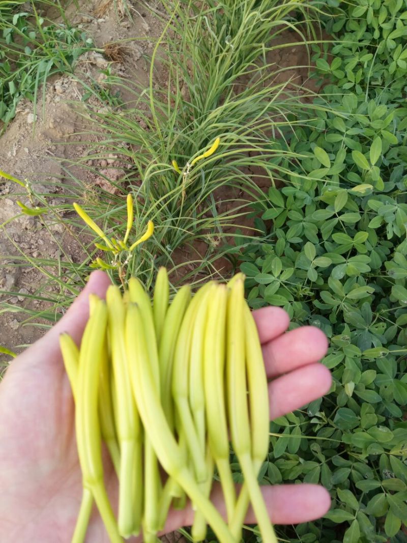干黄菜