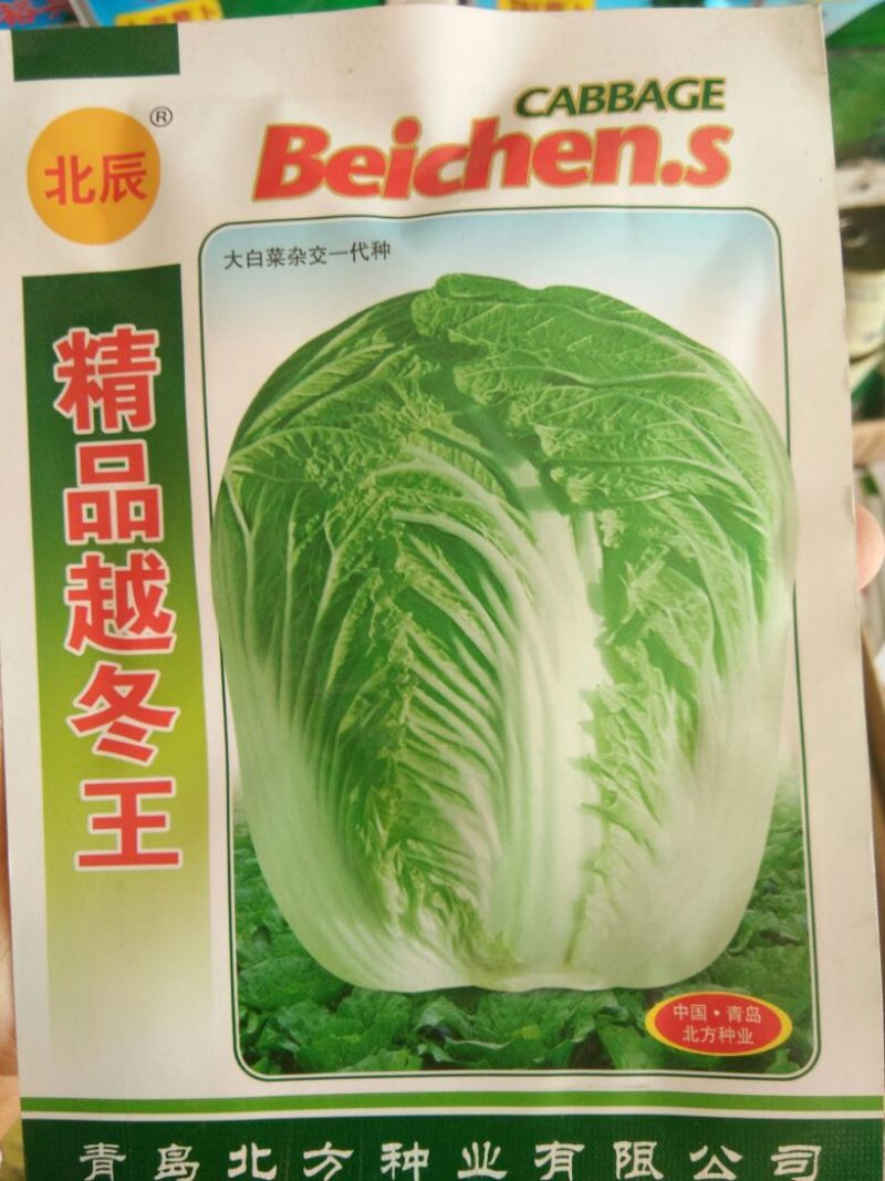 大白菜种子
