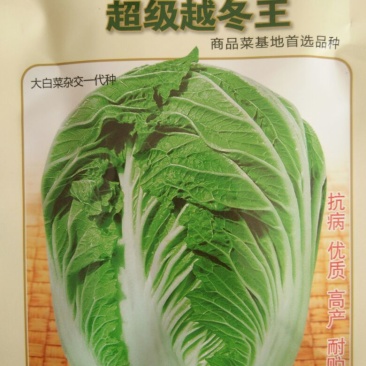 大白菜种子