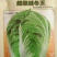 大白菜种子