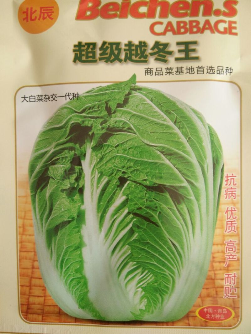 大白菜种子
