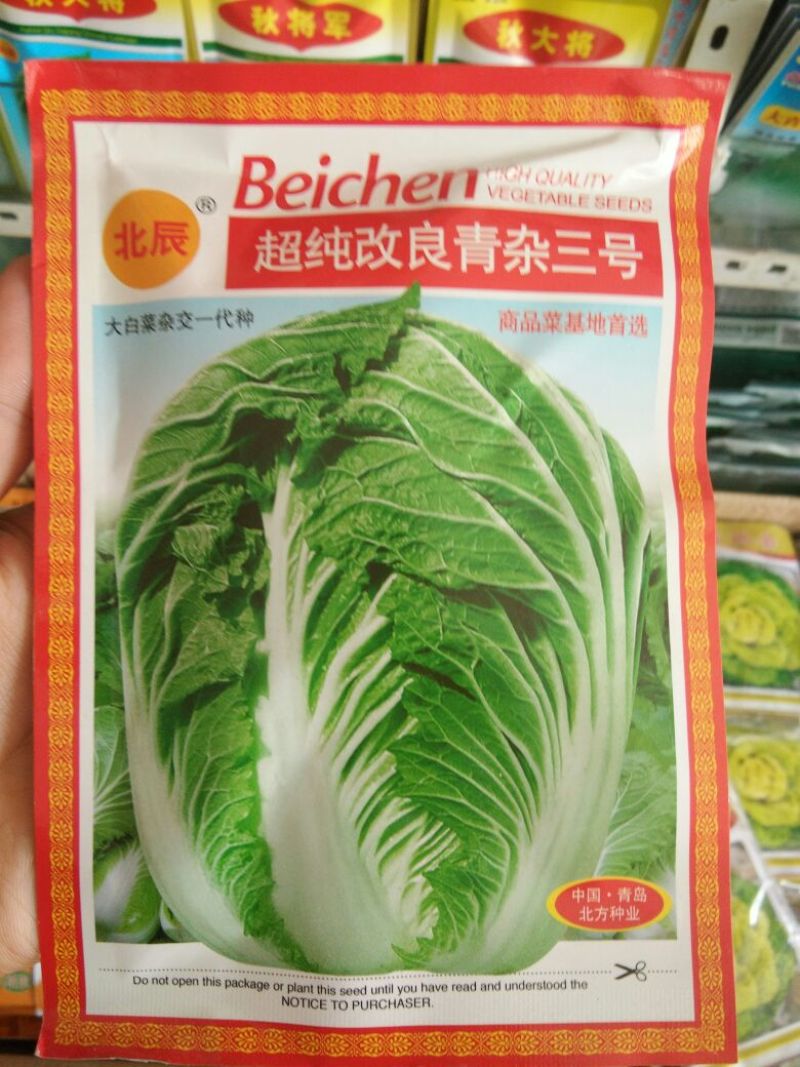 大白菜种子