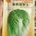 大白菜种子
