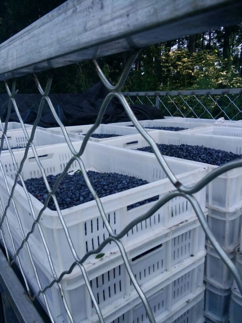 美登蓝莓鲜果2~4mm以上