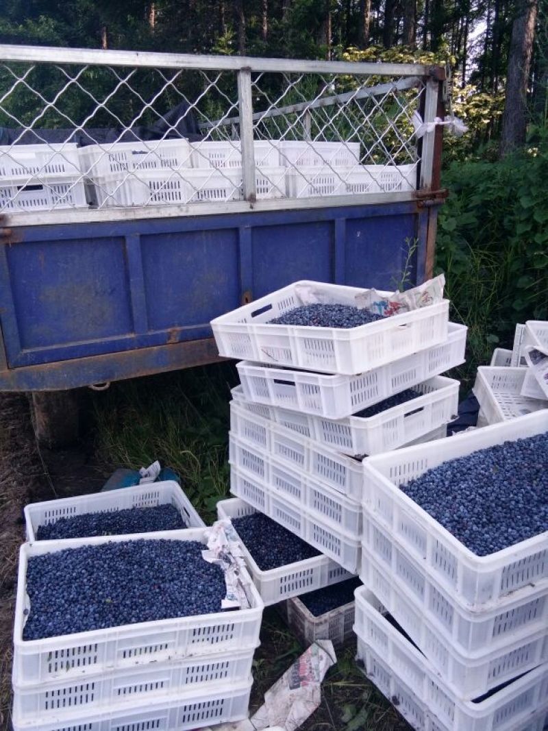 美登蓝莓鲜果2~4mm以上