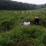 美登蓝莓鲜果2~4mm以上