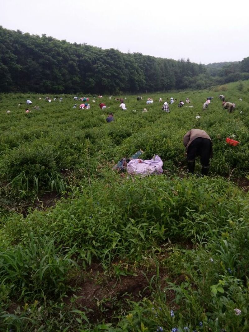 美登蓝莓鲜果2~4mm以上