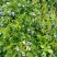 美登蓝莓鲜果2~4mm以上