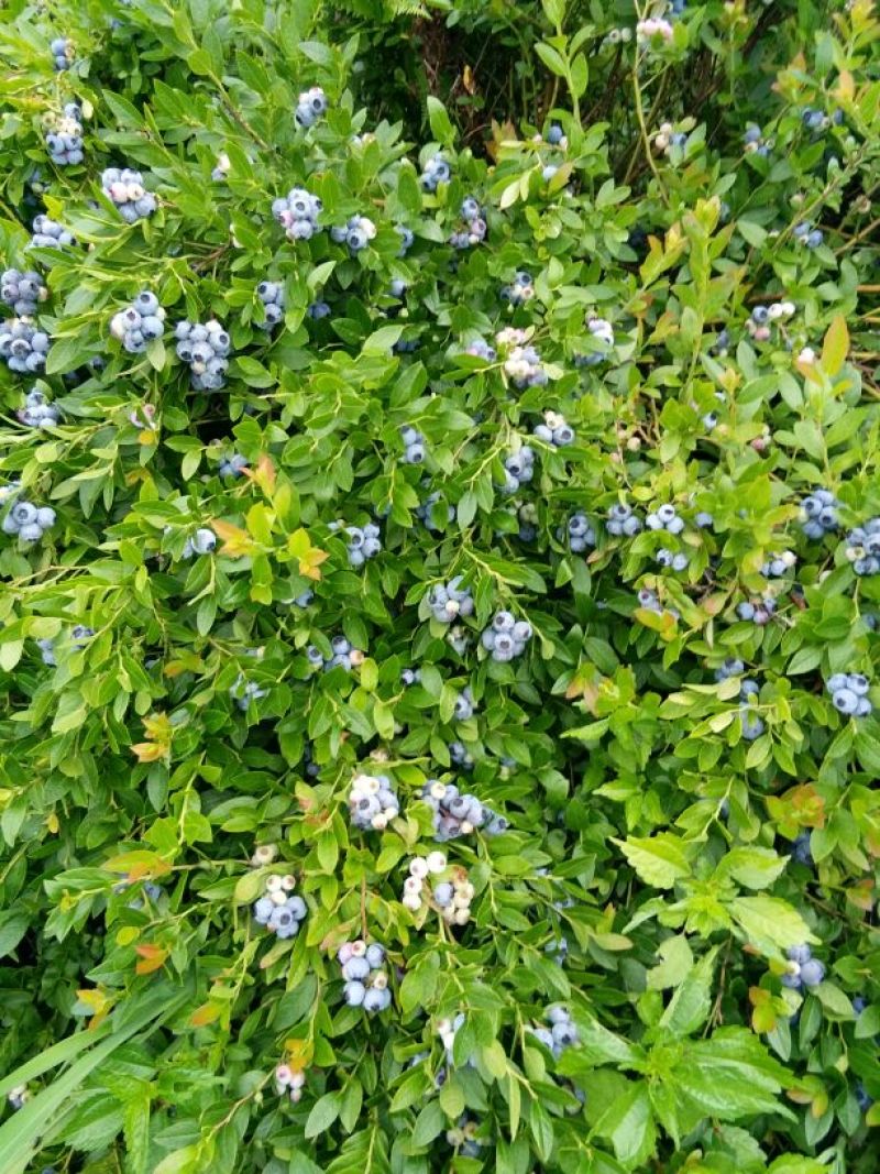 美登蓝莓鲜果2~4mm以上
