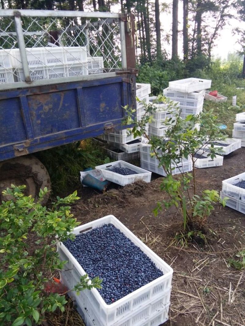 美登蓝莓鲜果2~4mm以上