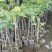 金煌芒树苗1m以下