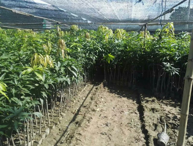 金煌芒树苗1m以下