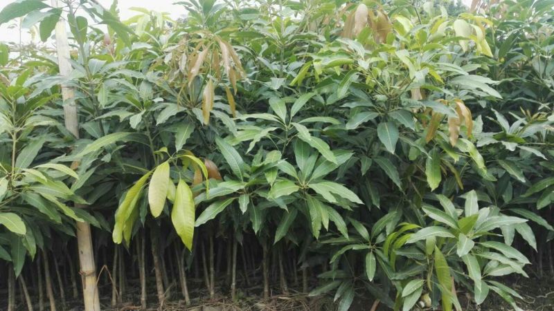 金煌芒树苗1m以下