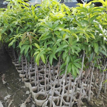 金煌芒树苗1m以下
