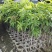 金煌芒树苗1m以下
