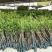 金煌芒树苗1m以下
