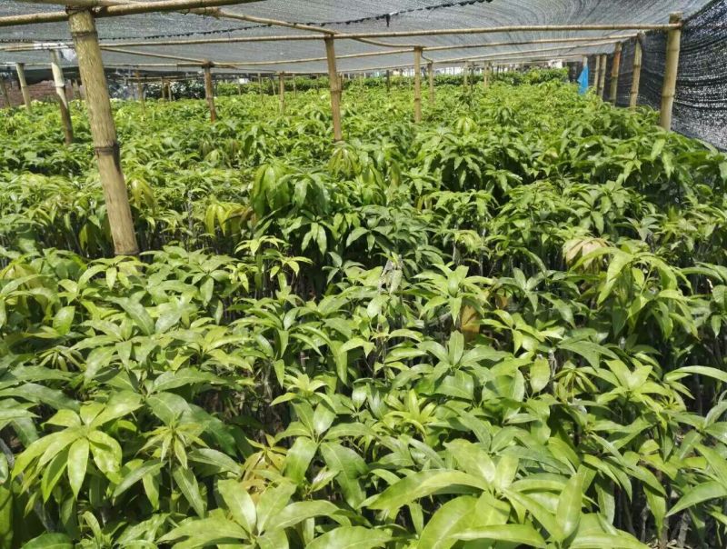金煌芒树苗1m以下