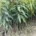 金煌芒树苗1m以下