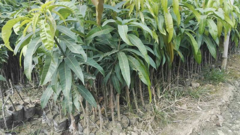 金煌芒树苗1m以下