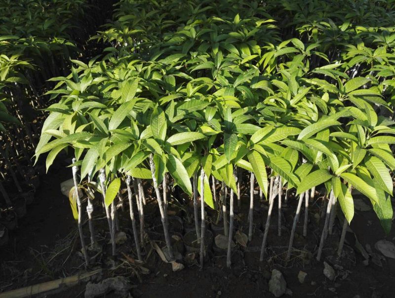 金煌芒树苗1m以下
