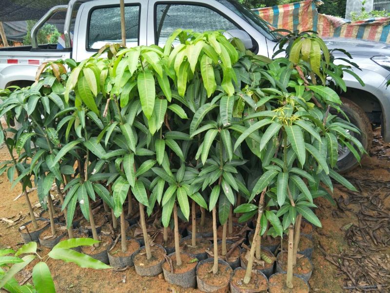 金煌芒树苗1m以下